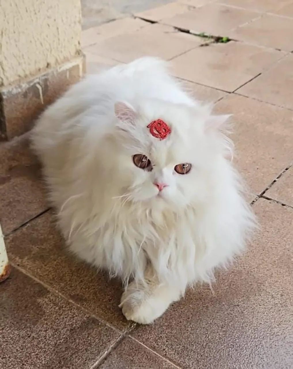 Vendo gato persa macho castrado!  - Foto 4