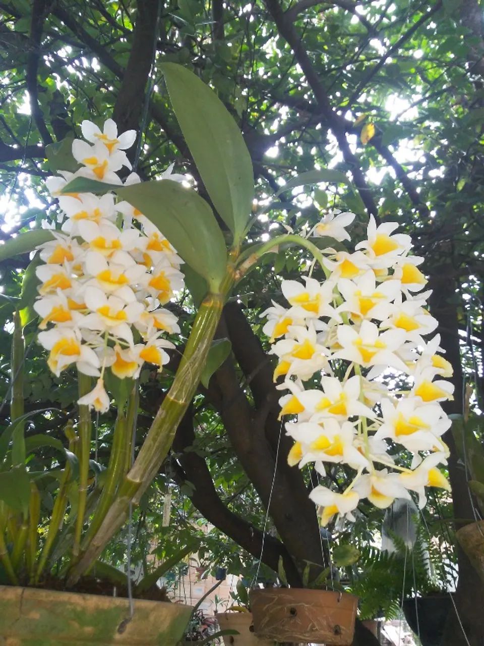 Orquídeas e Cachepots - Foto 4