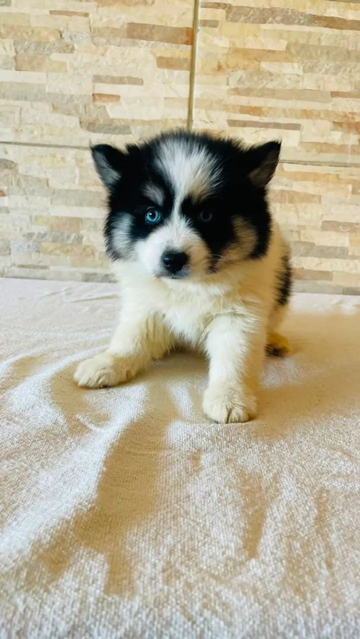 Animais  de estimação  - Foto 5