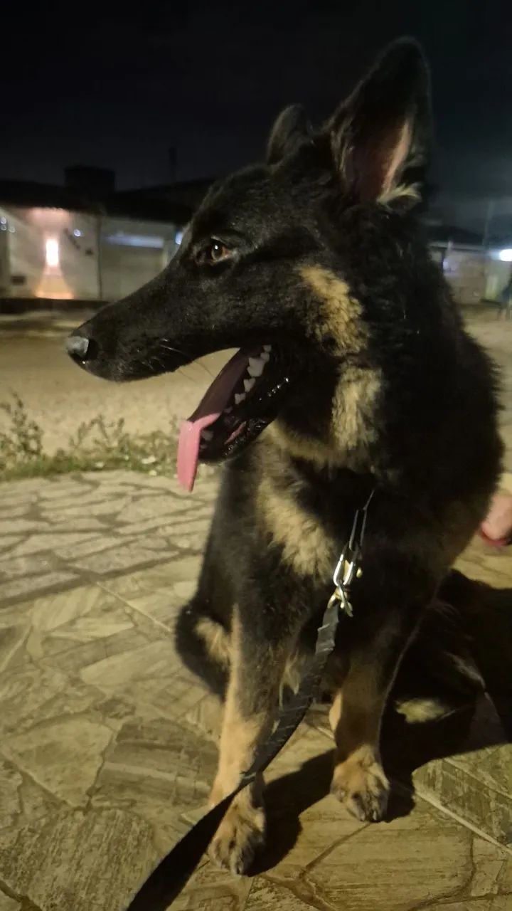 Cadela disponível para ser coberta - Foto 3