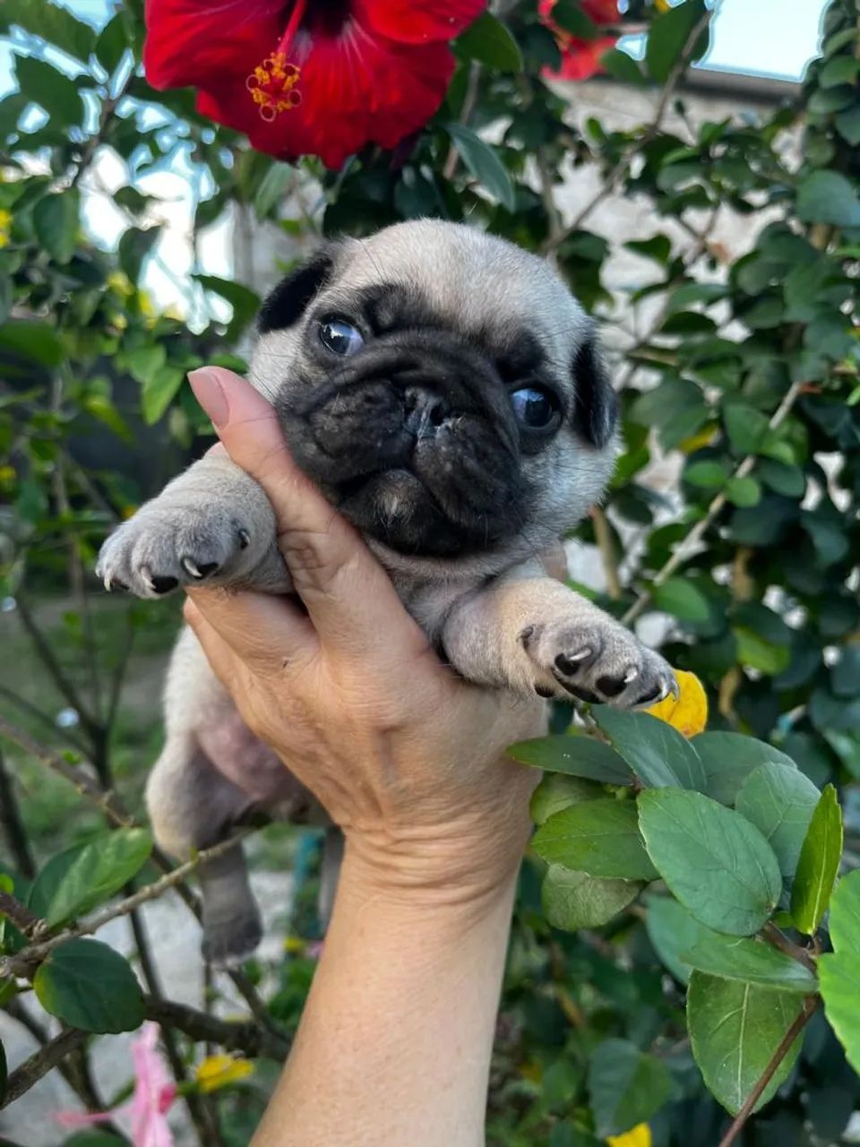 PUG FÊMEA E MACHINHO. - Foto 4
