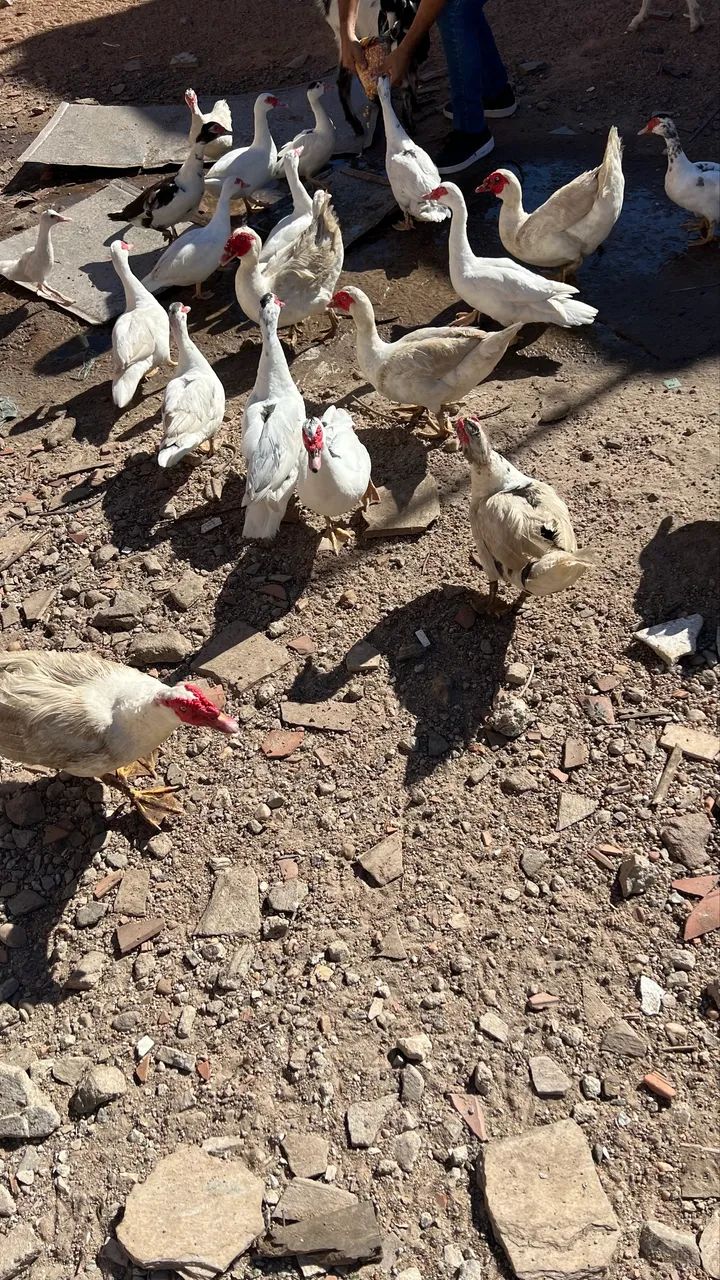 Vendo patos no precinho 