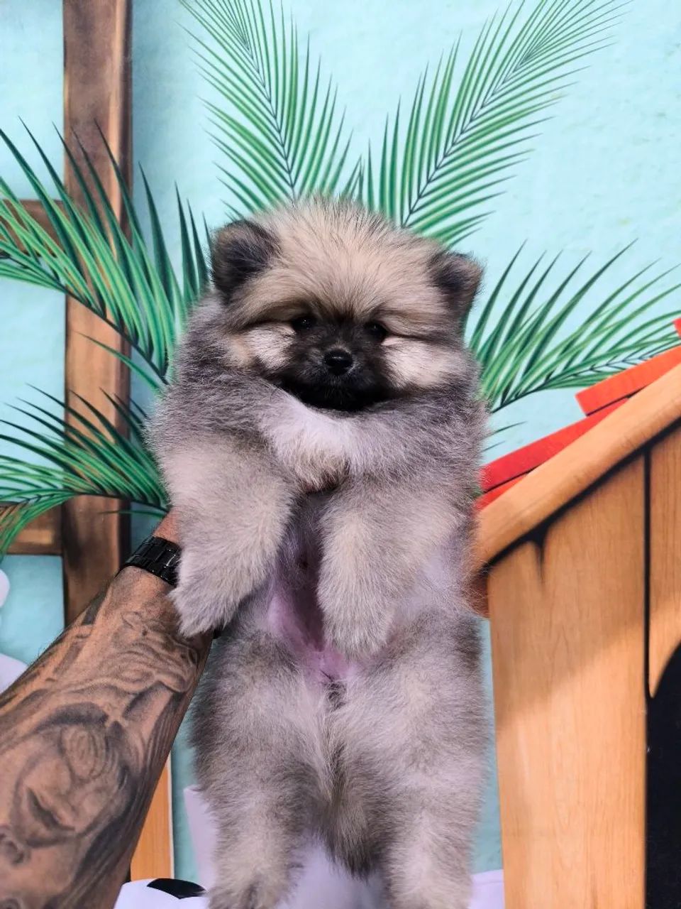 Spitz alemão  - Foto 2