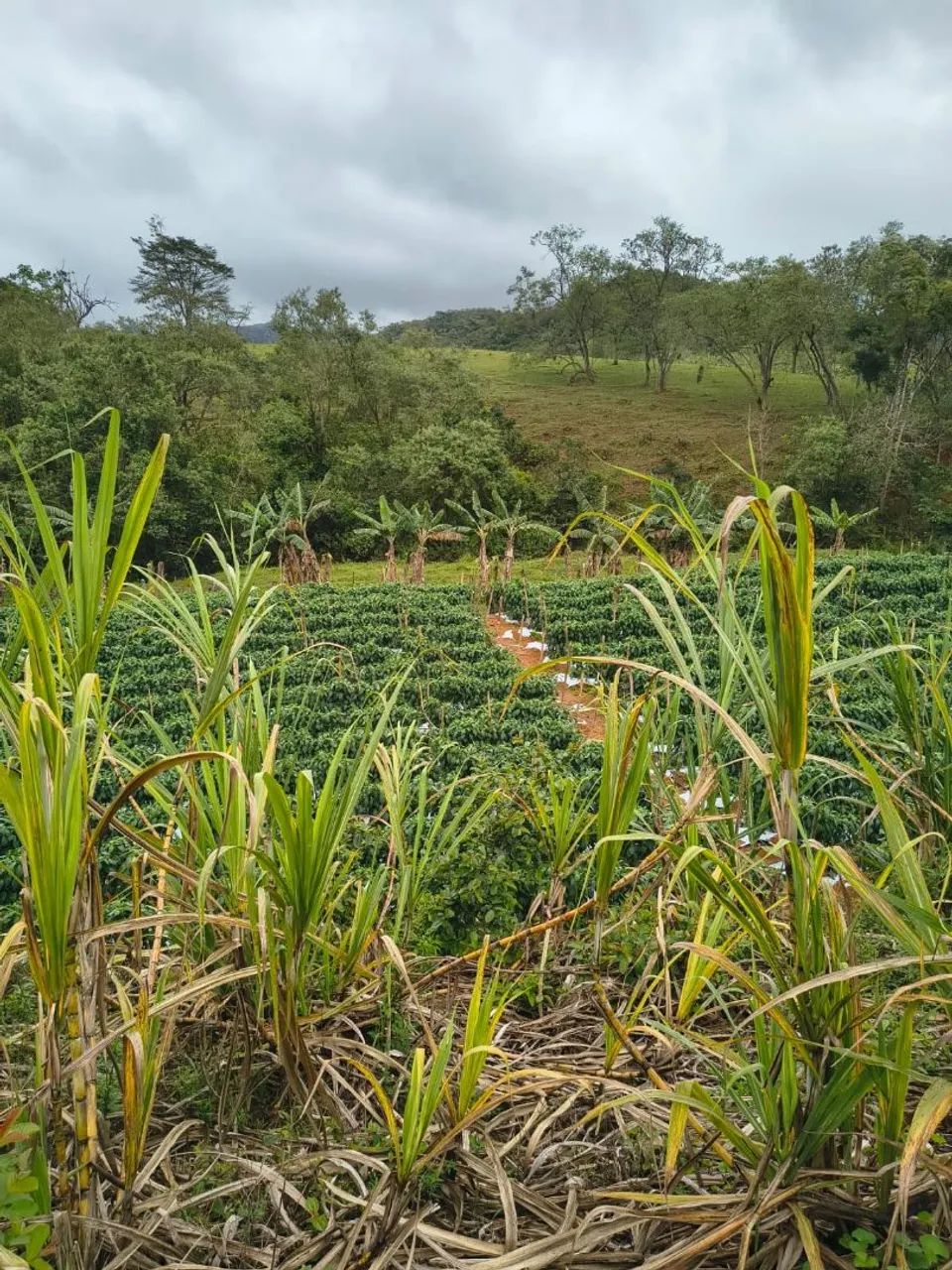 Terreno em Alfredo Chaves - Foto 4