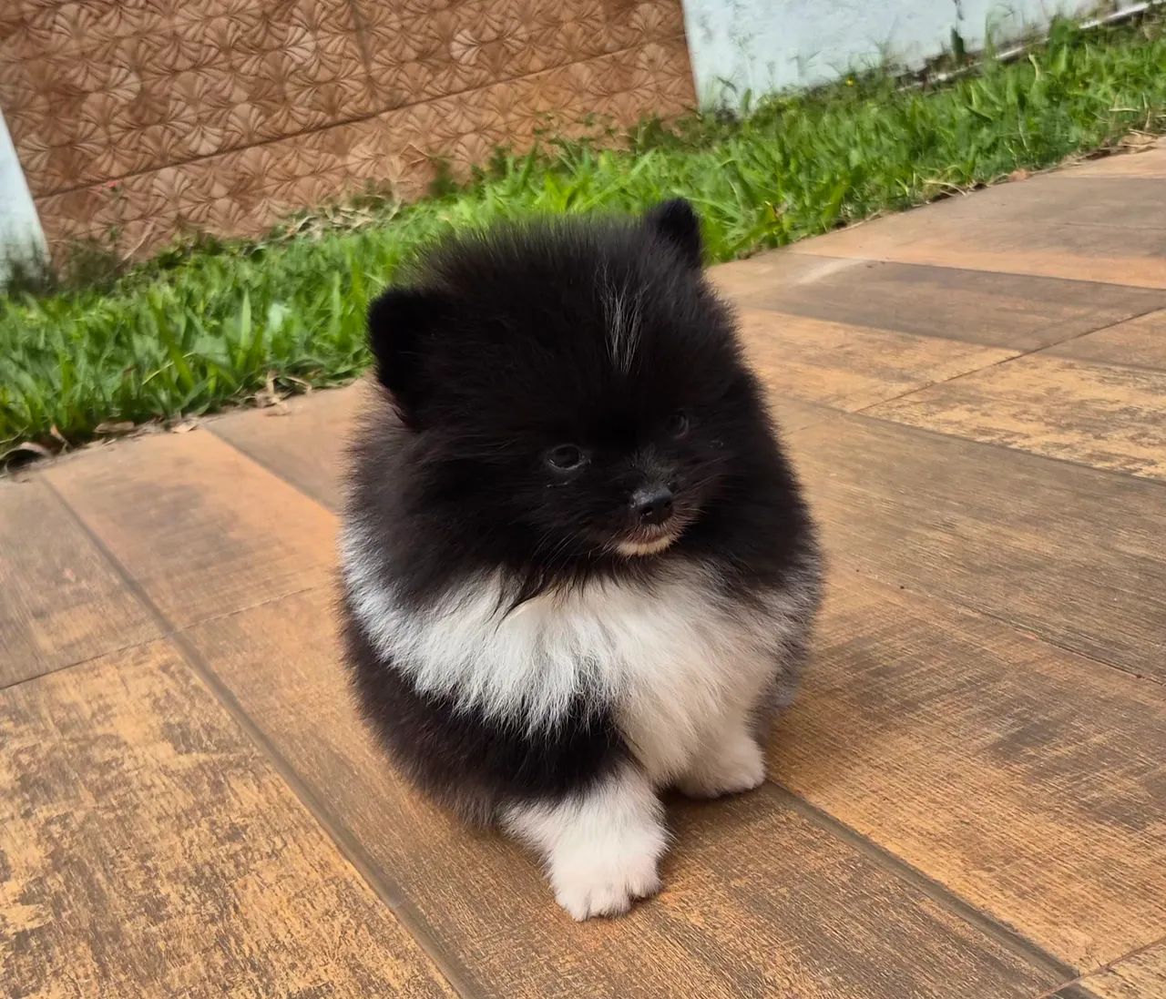 Spitz alemão macho com pedigree cbkc Parcelamento sem juros