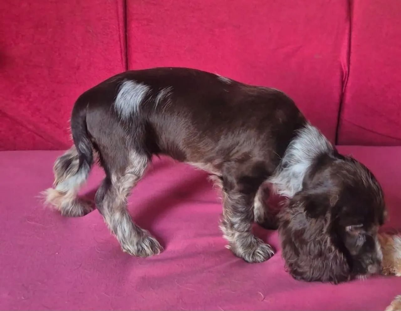 Filhote de Cocker Spaniel Inglês  - Foto 4