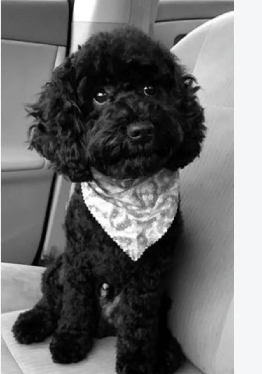 Poodles machinho  - Foto 2