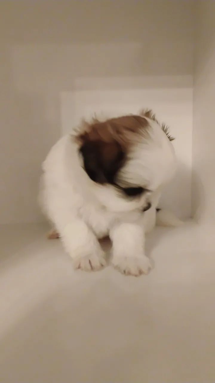 Shitzu 