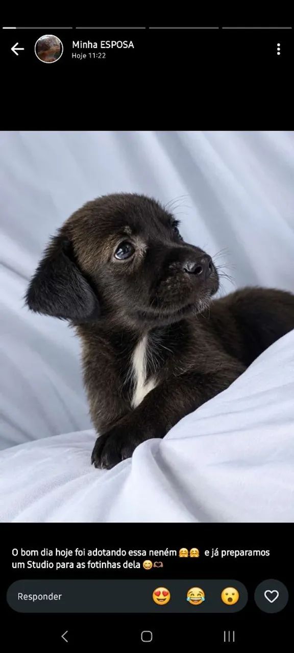 Mestiça Labrador  - Foto 2