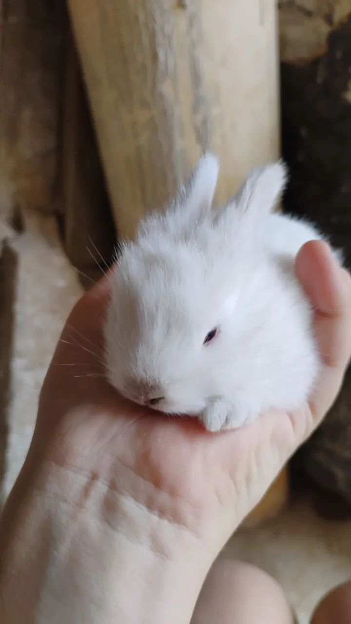 Coelhinhos da raça Lion Head - Foto 4