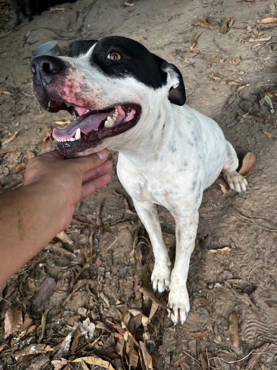 Pit bull - Foto 5