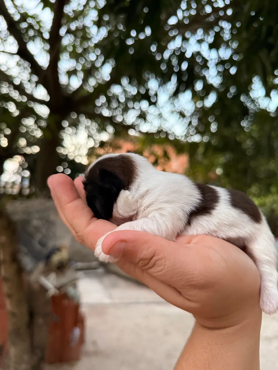 Shitzu Mini  - Foto 4