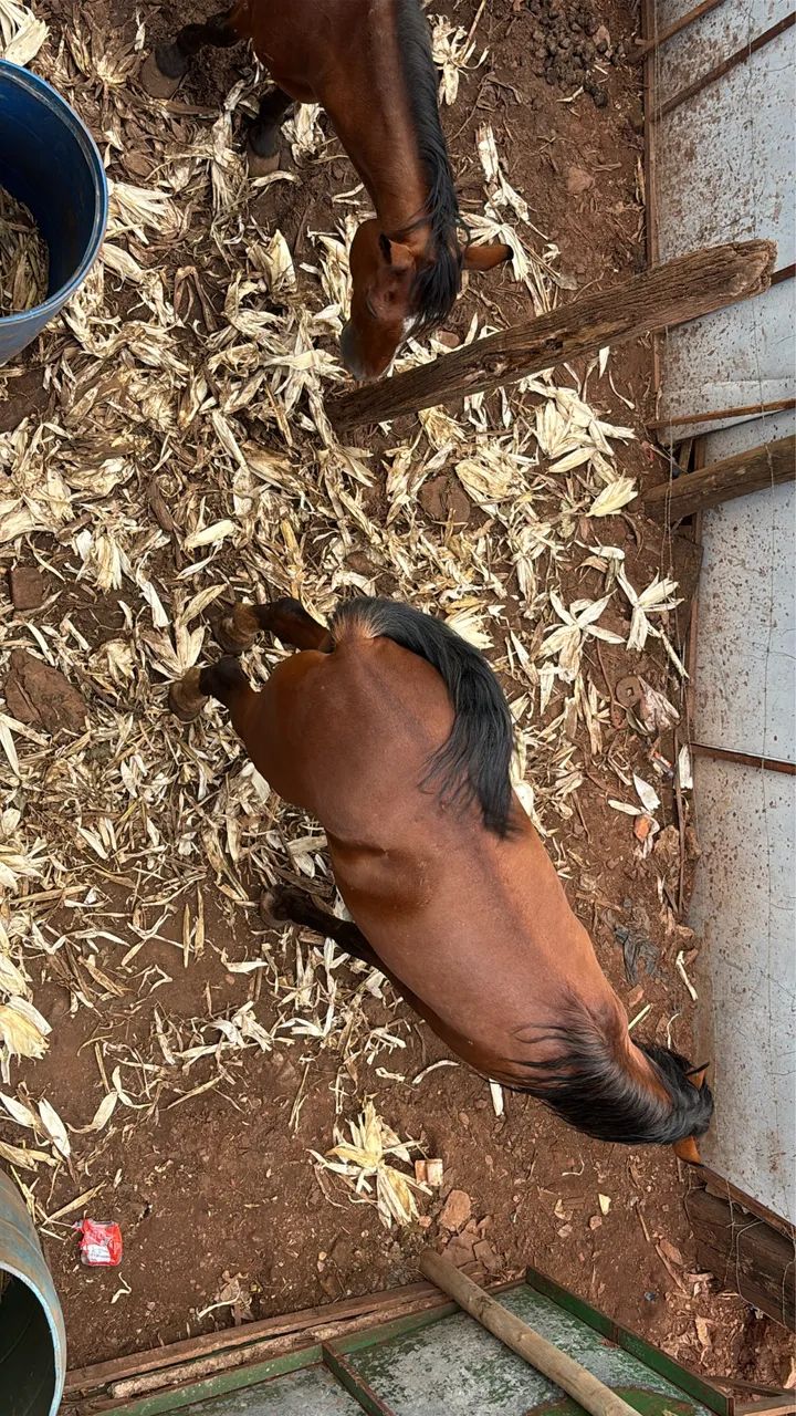 Cavalo barato  - Foto 2