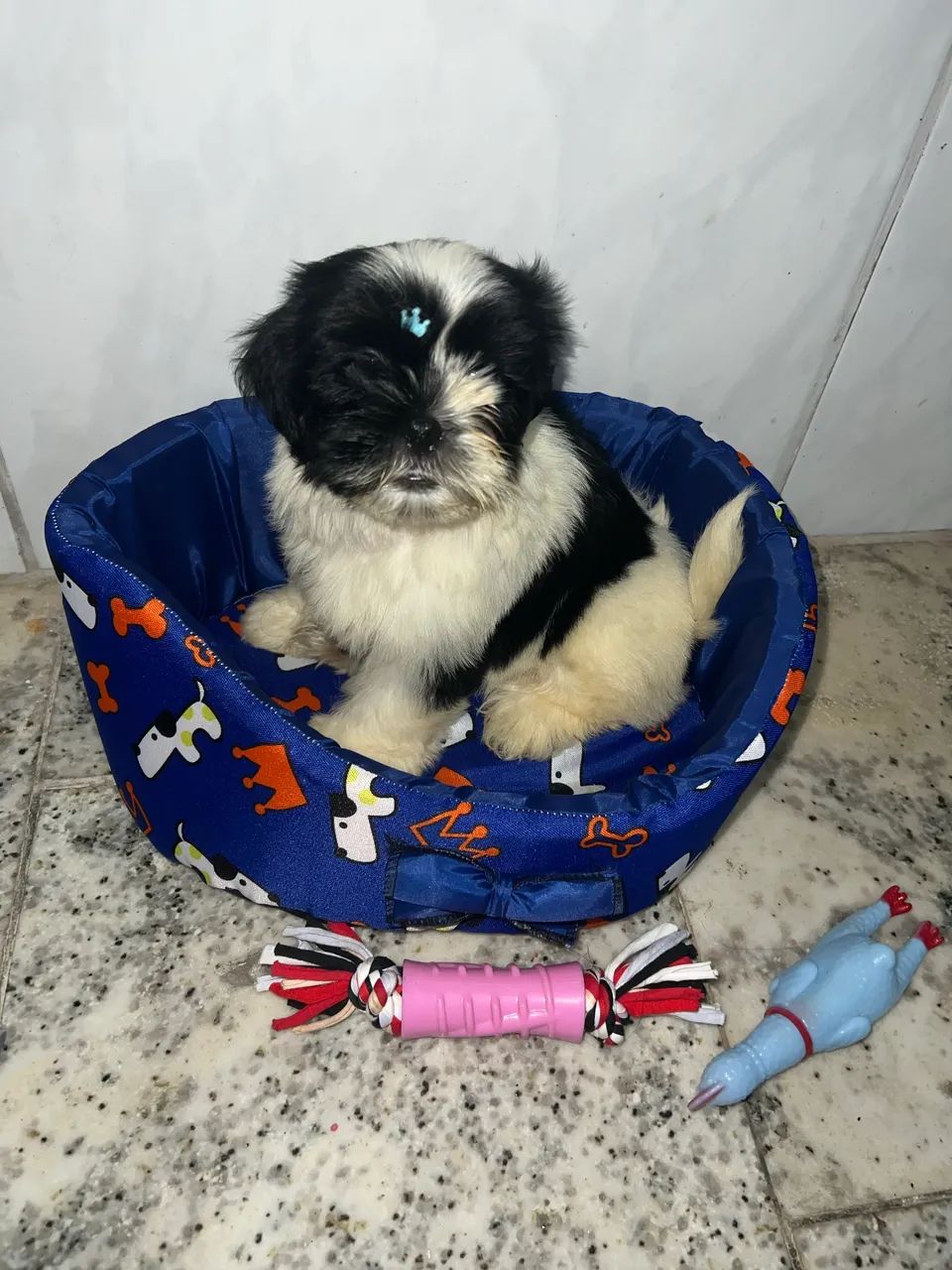 Shitzu machô a venda 