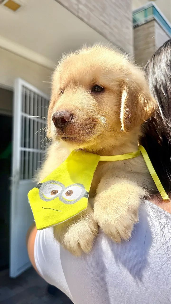 Golden Retriever 