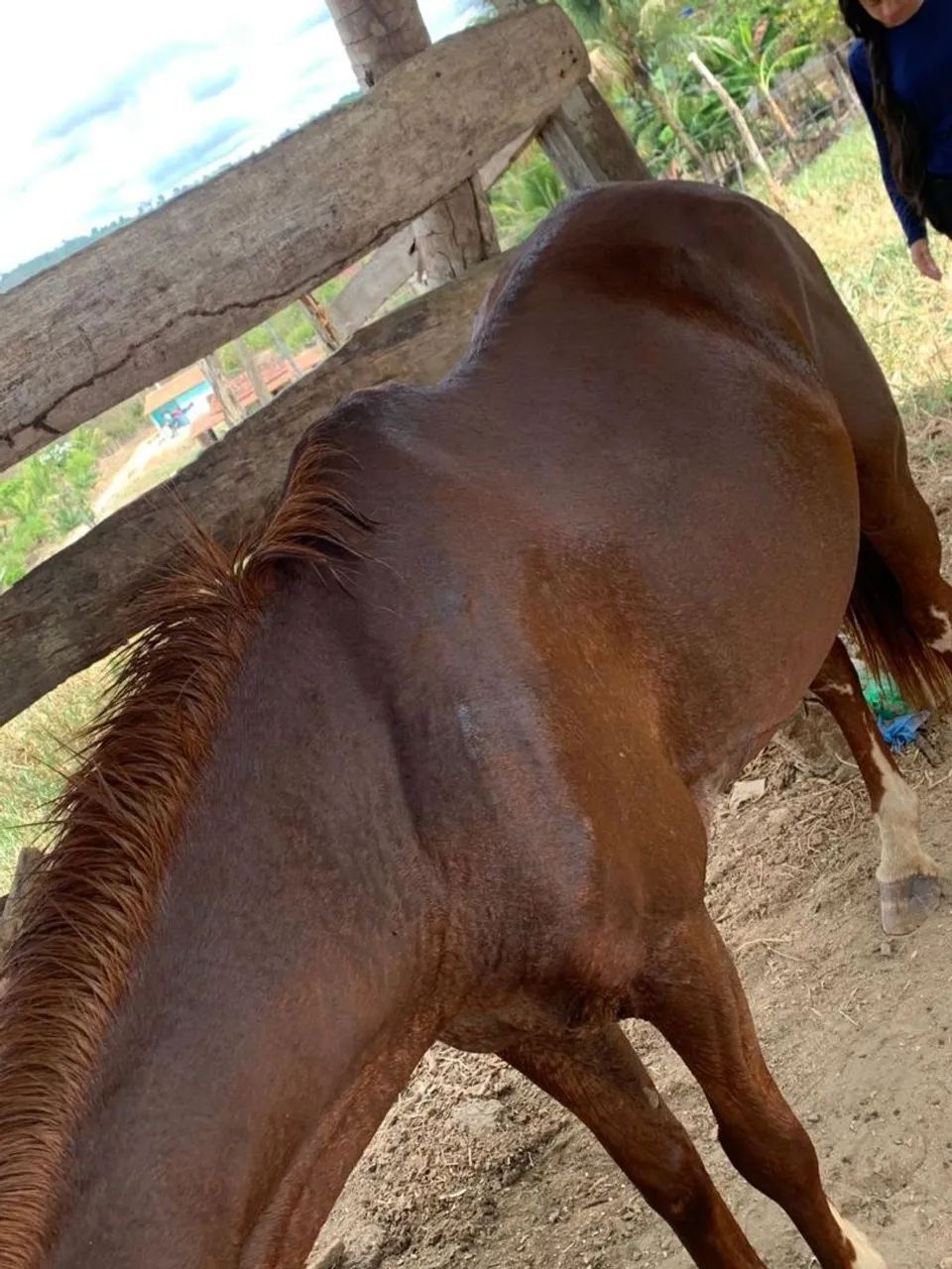 Vendo alazão com sela e tudo  - Foto 2