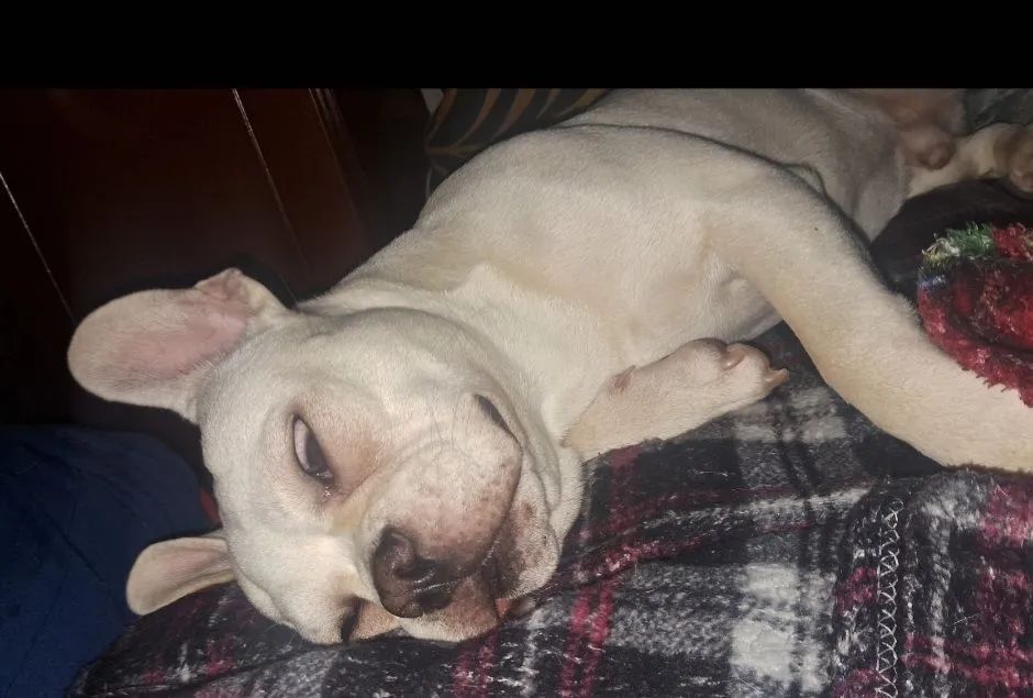Buldogue Francês  - Foto 4