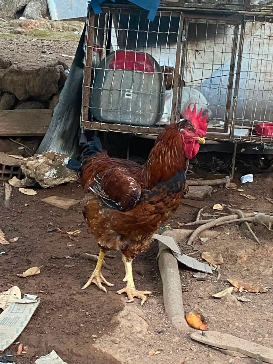 Vendo frango gsb legítimo 2