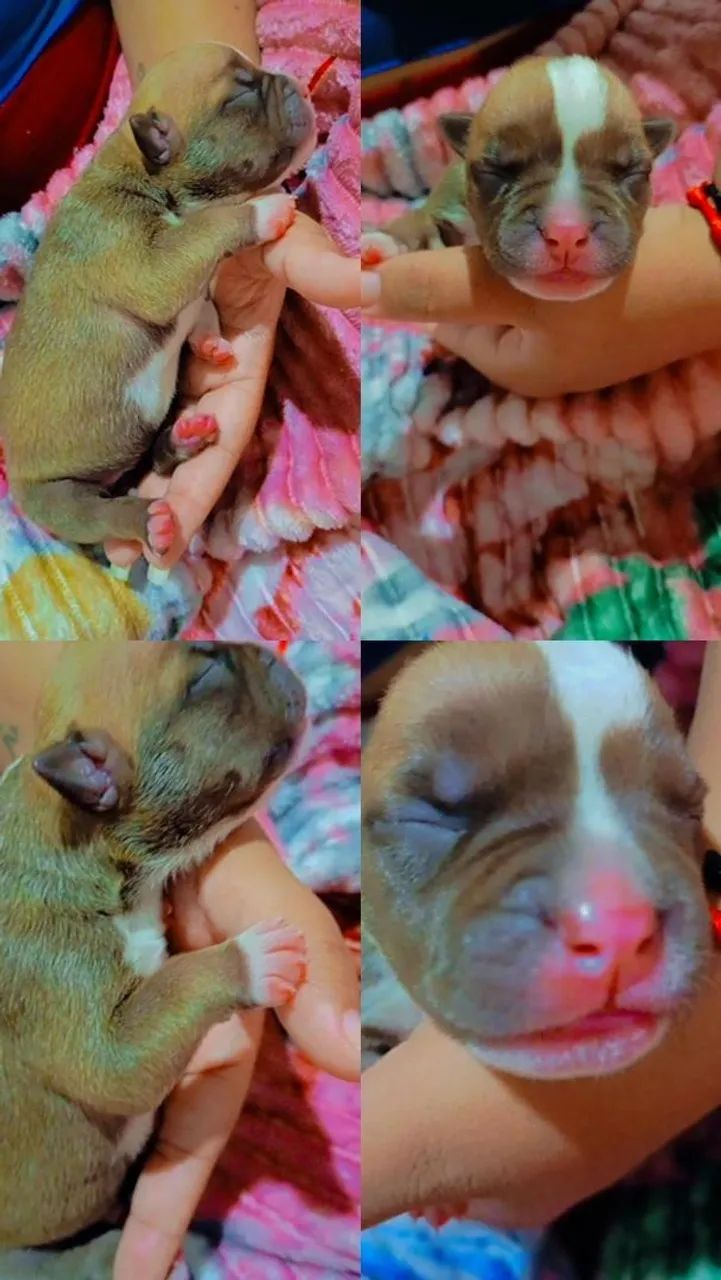 Filhotes de American Bully  - Foto 2