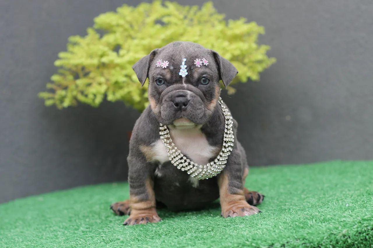 AMERICAN BULLY MICRO - FÊMEA 