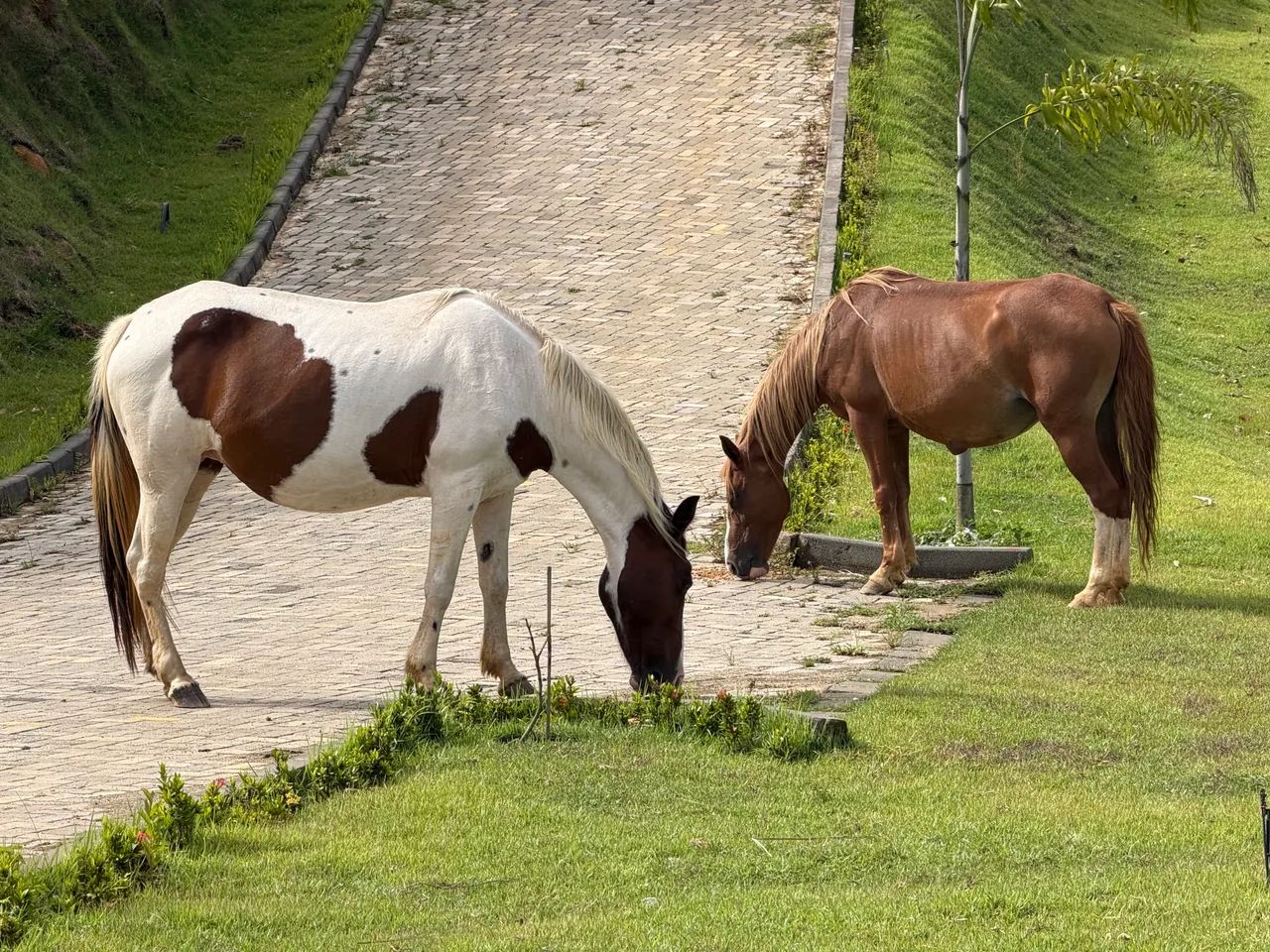 Éguas macha picada dócil 6anos 6conto - Foto 4