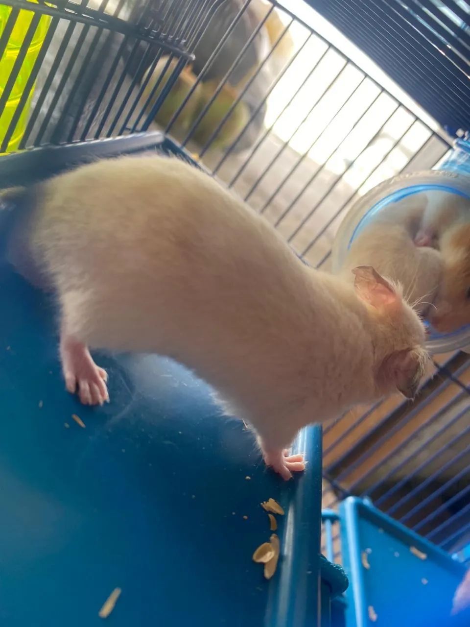 Vende-se hamster sírio  - Foto 2