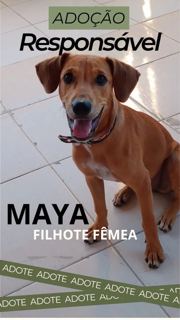 Adoção Responsável - Maya - Foto 2