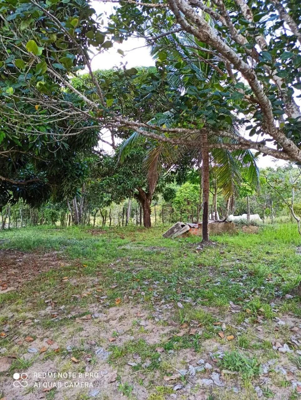 Vendo sítio no Caípe Velho (São Cristovão) - Foto 5