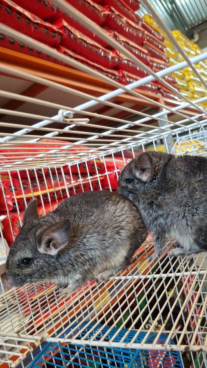 Chinchila 