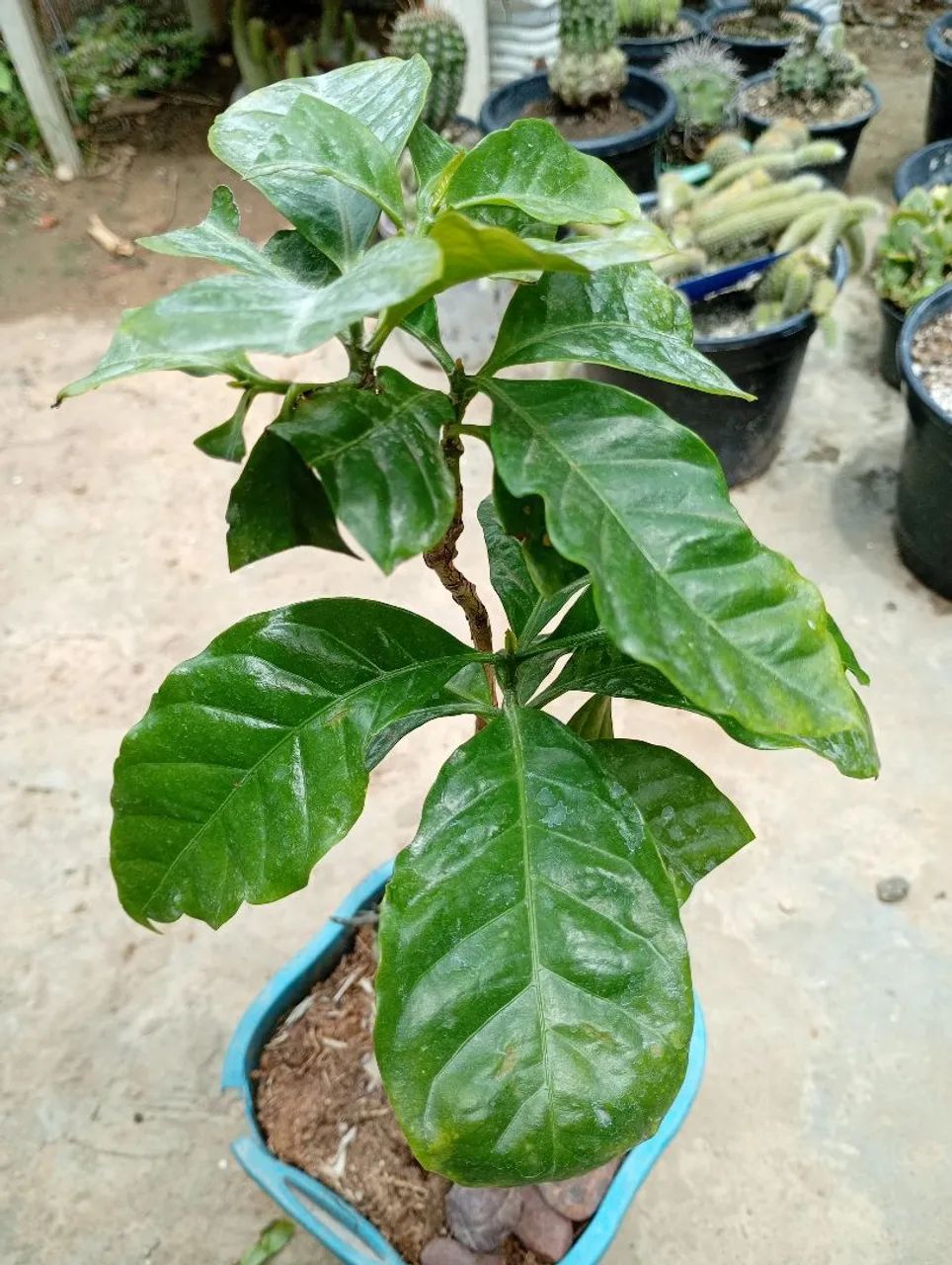 Muda de Café do Amarelo, Tenha pé de Café no seu Quintal  - Foto 2