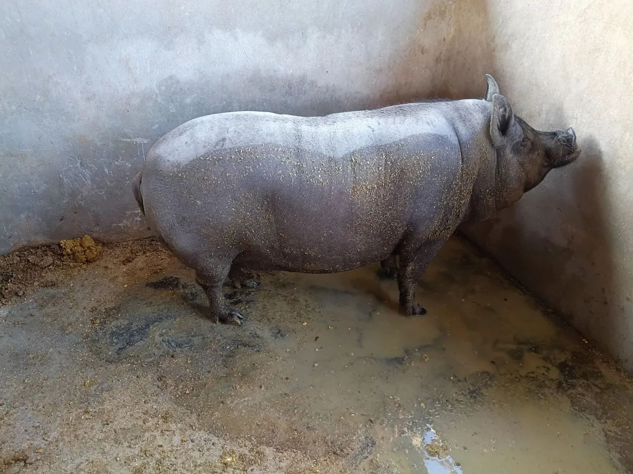 Produtos e animais