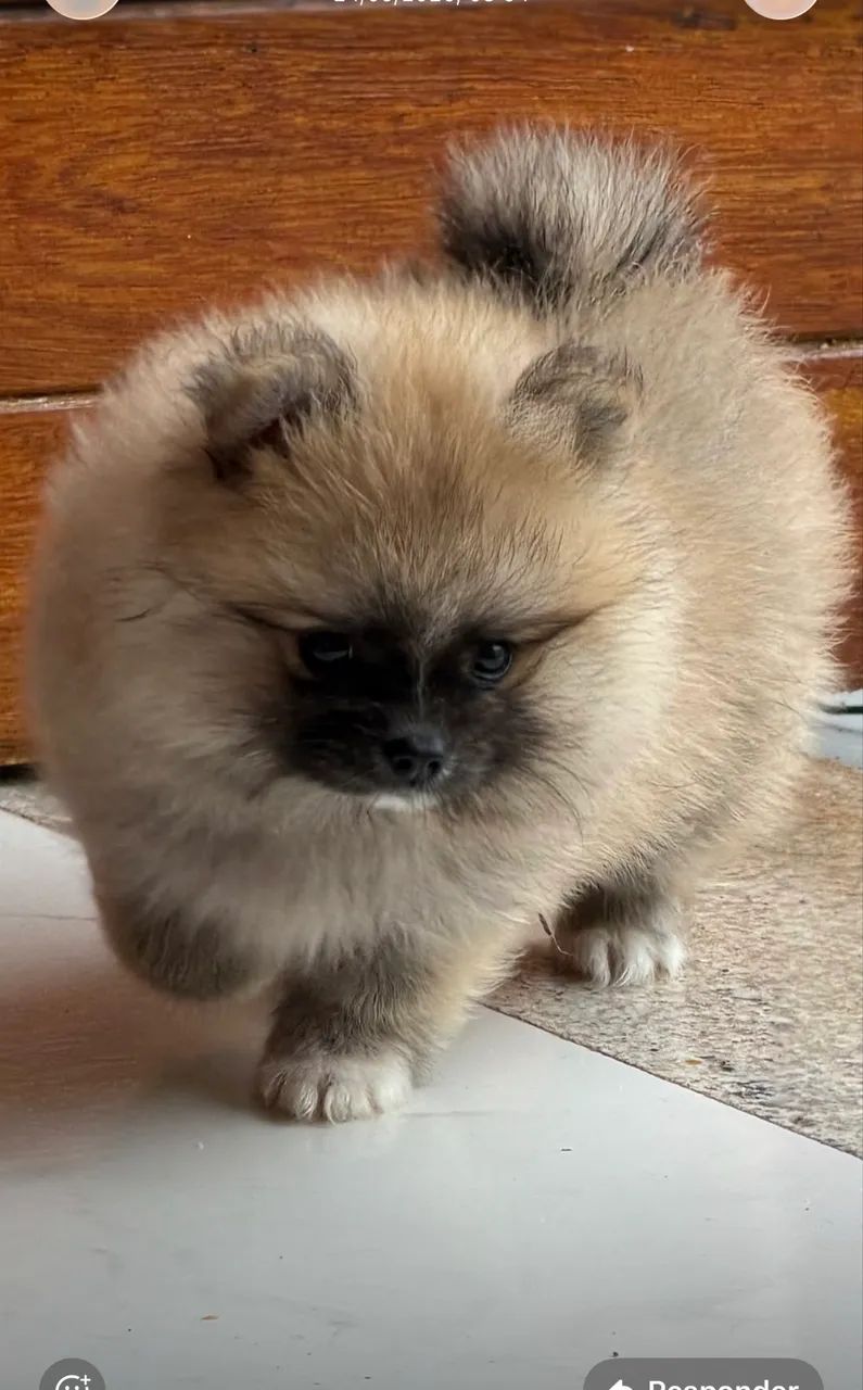 Spitz alemão  - Foto 4
