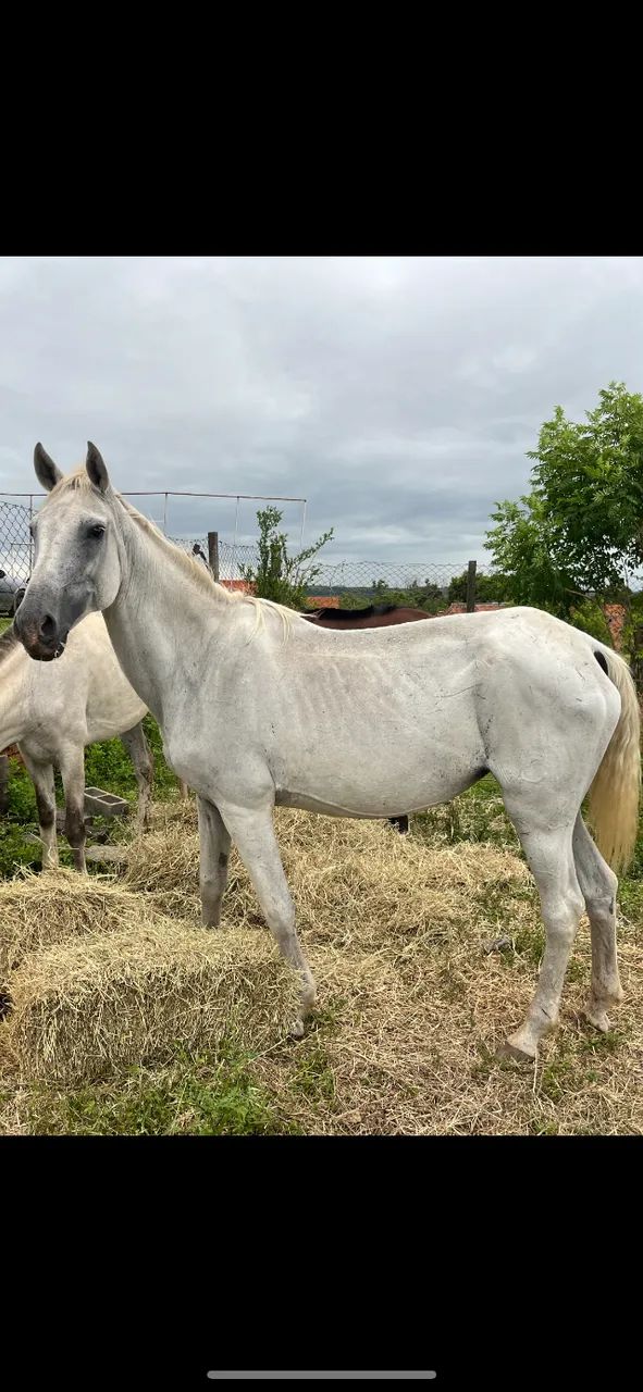 Égua domada para criança  - Foto 2