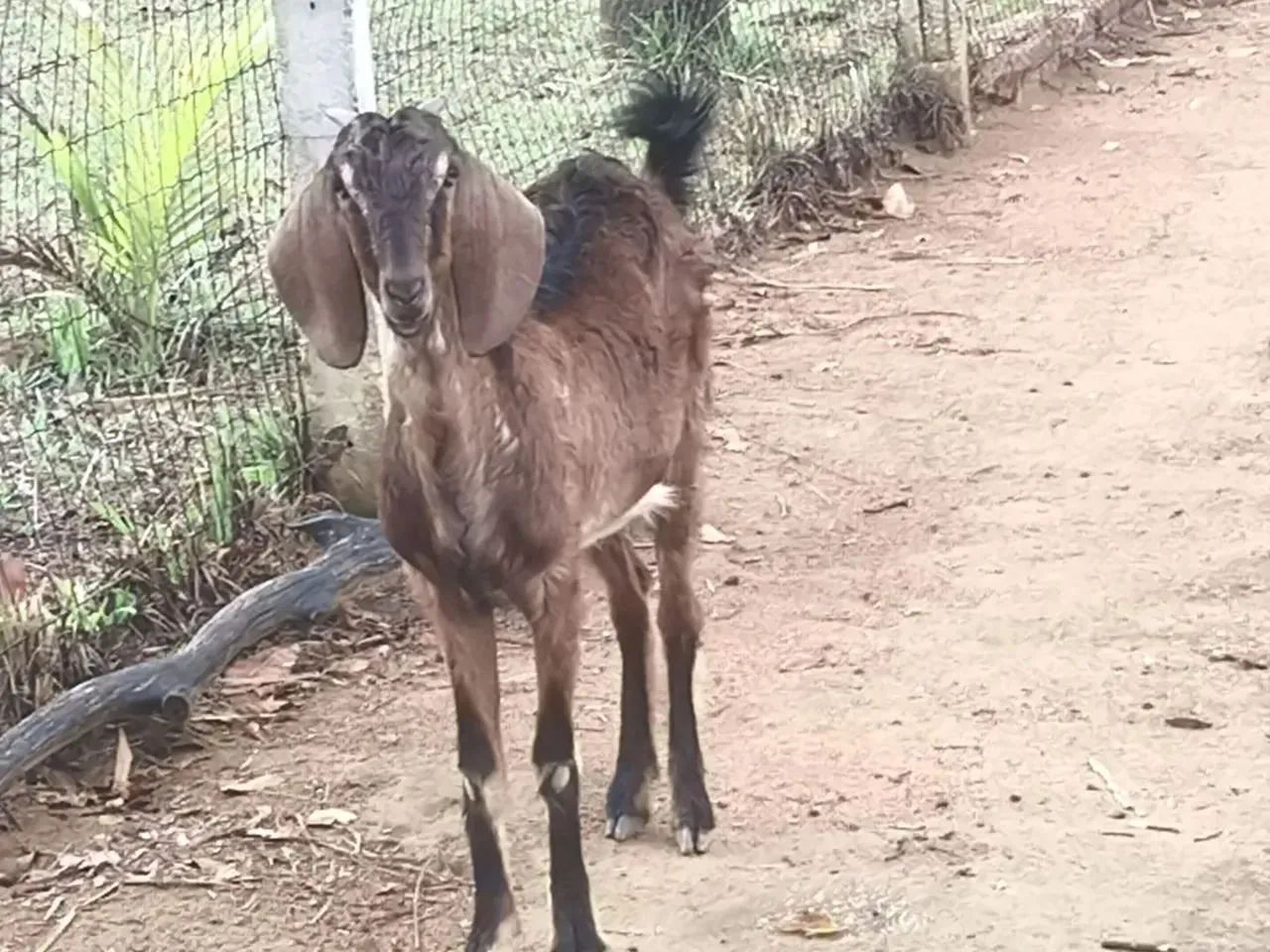 Doação de casal de bode