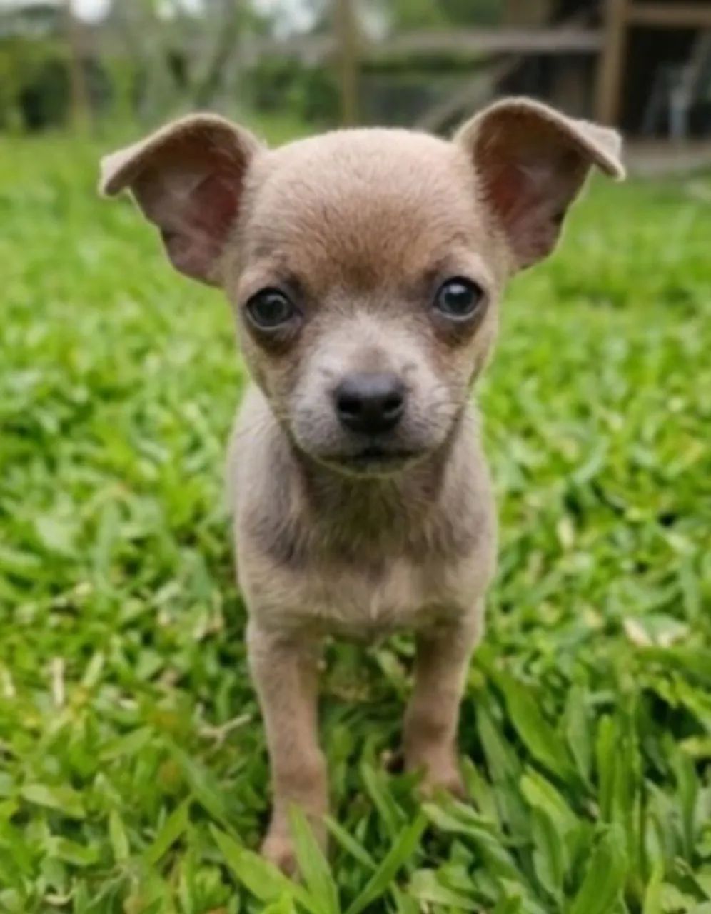 Pinscher 0  - Foto 2
