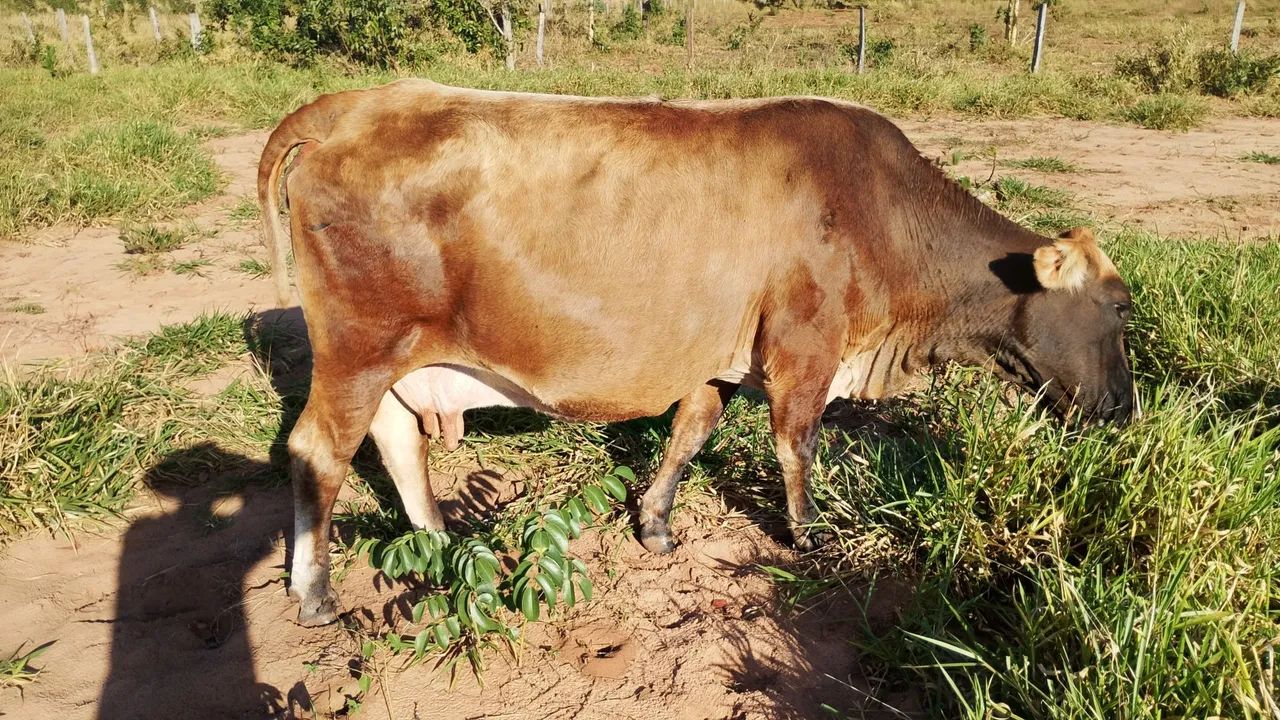 Vaca leiteira prenha 4 500 só hoje