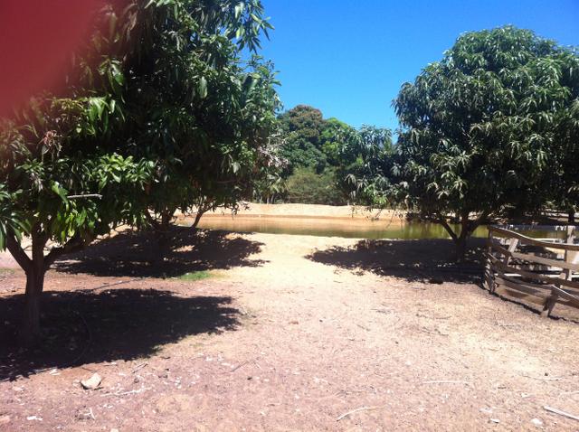 Fazenda Irrigada na Beira do Rio São Francisco - Foto 5