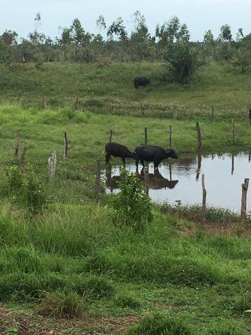 Fazenda - Foto 15