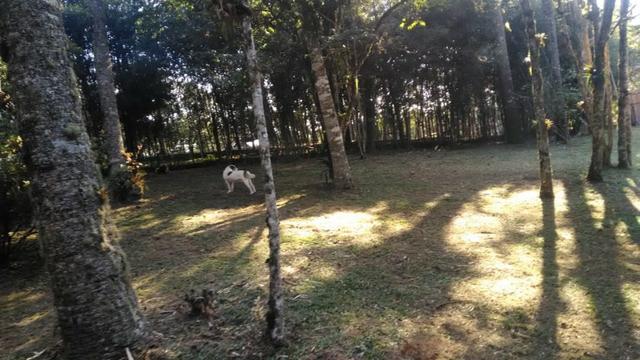 Chácara a venda adiante do Caminho do Vinho - Foto 3