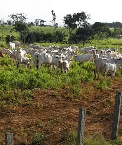 Fazenda em Itamaraju. 5 mil hectares - Foto 2