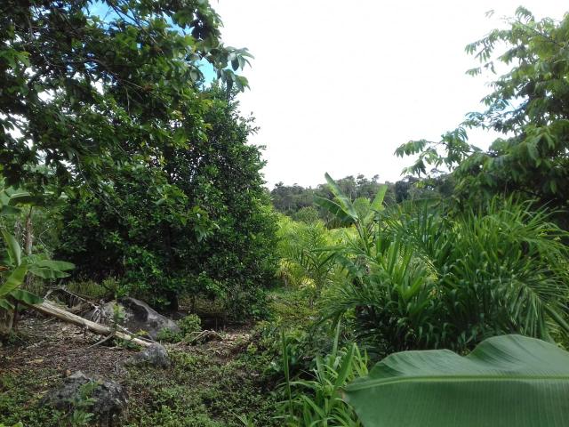 Fazenda Marau/Ubaitaba - Foto 14