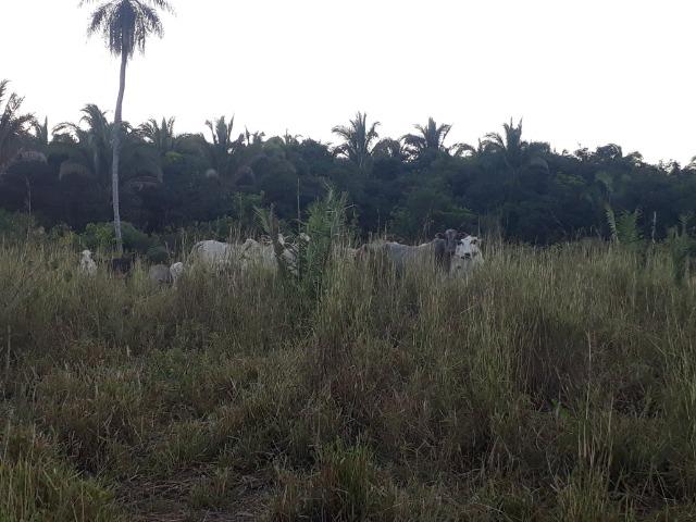 Chácara a 9 km de Acorizal com 38.2 hectares - Foto 6