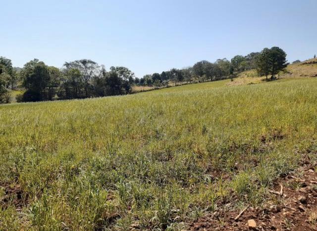 Sítio 6 alqueires em Santa Maria a 30km de Cascavel. - Foto 3