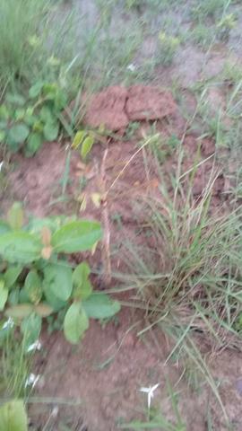 FAzenda de 234 alqueires na região de goianorte - Foto 6