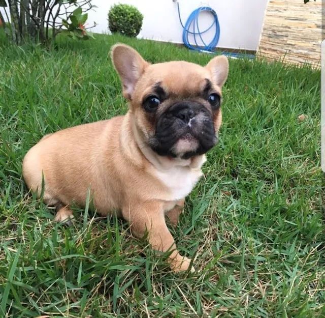 Bali: Bulldog Frances Macho Blue - Cachorro Bulldog Francés