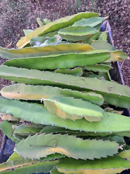 Muda de pitaya64299972455811123