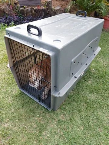 Locação de Caixa de Transporte para Cachorros (viagem Rodoviária) - Foto 5