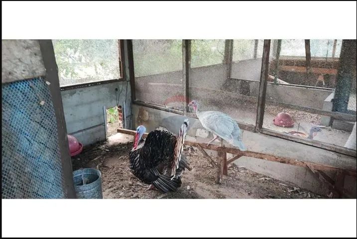 Sítio Próximo ao Condomínio Morada do Rio(5 tarefas) - Foto 7