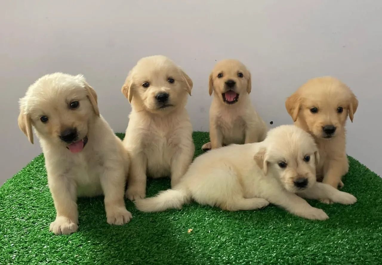 Golden Retriever - Lindos! Filhotes confira! - Foto 3