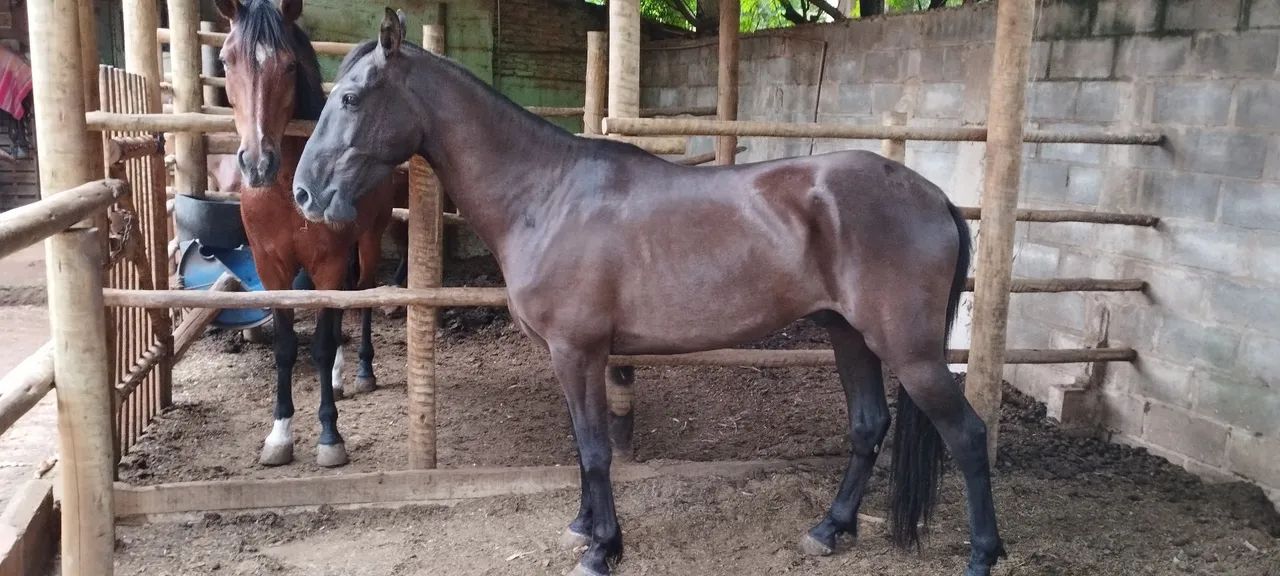 Cavalo Mangalarga Marchador - 10 anos - Foto 3